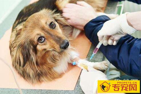 狗狗注射疫苗后有不良反应的原因分析 狗狗注射疫苗后有不良反应的原因分析