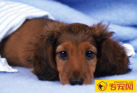 狗狗过敏的原因及治疗方法 狗狗过敏的原因及治疗方法