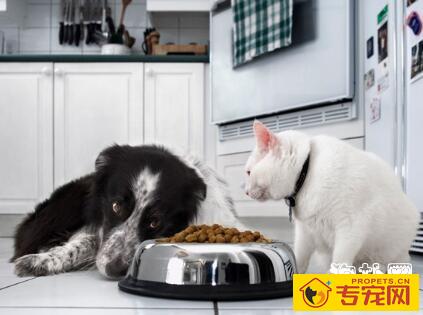 狗狗吃素好吗,狗狗可以食素吗? 狗狗吃素好吗,狗狗可以食素吗?