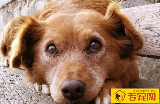 【犬眼睑内翻症状】狗狗眼睑内翻原因及治疗方法 【犬眼睑内翻症状】狗狗眼睑内翻原因及治疗方法