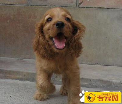 可卡犬的智商 是非常聪明机灵的狗狗