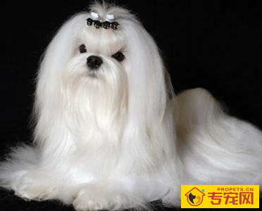 马尔济斯的性格 它的态度文雅而深情