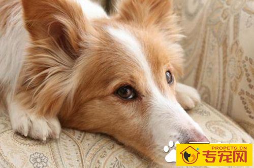 狗狗注射疫苗的误区以及狗狗去医院注意事项