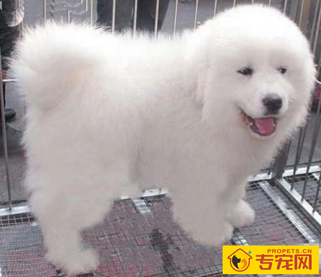  大白熊犬特点 身型非常的优美漂亮