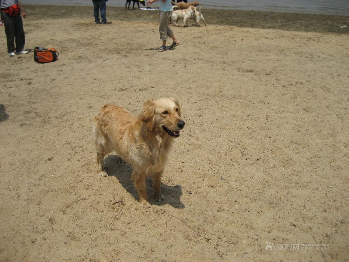 拉布拉多游玩注意事项