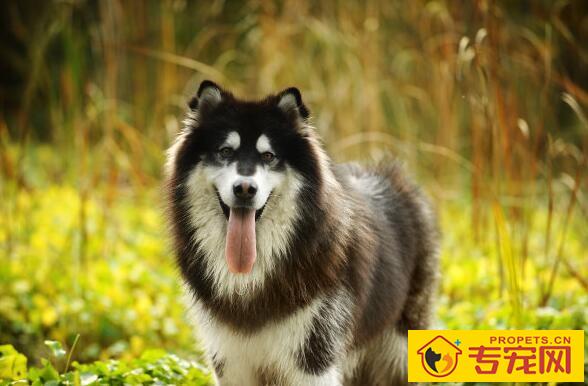 为什么要了解狗狗皮毛? 为什么要了解狗狗皮毛?