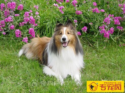 狗狗需要清理发毛吗，梳理狗狗的目的是什么?