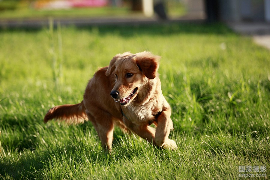 金毛鼻子变浅不黑怎么回事