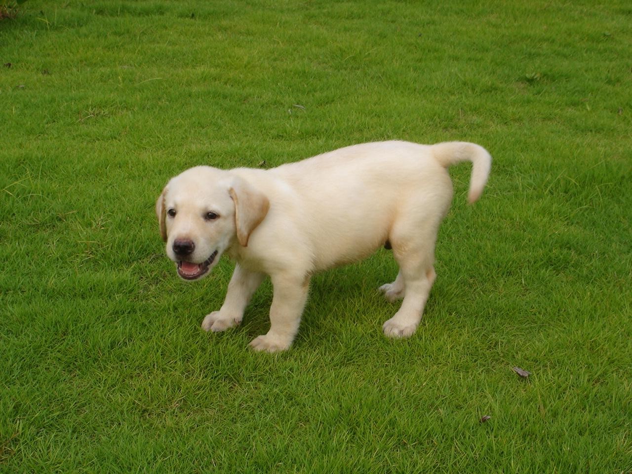 拉布拉多可以吃蔬菜吗