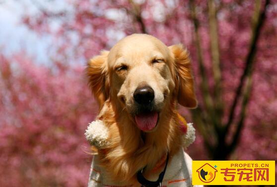 给狗狗做美容的注意事项