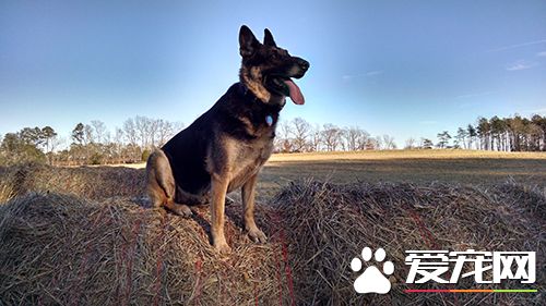 狗狗注射疫苗的误区以及狗狗去医院注意事项