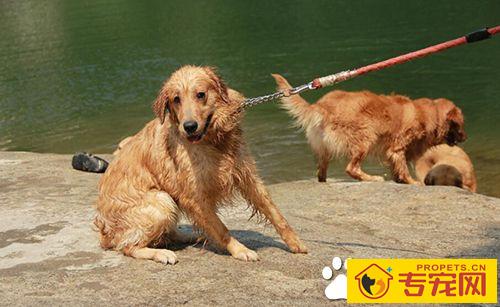 警惕狗传染疾病 狂犬病的传播途径