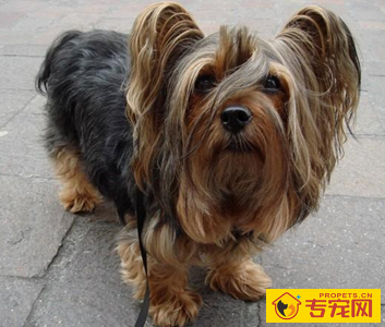 丝毛梗的形态特征 该犬体长略大于身高