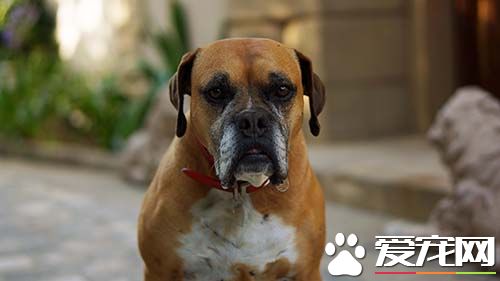 警惕狗传染疾病 狂犬病的传播途径