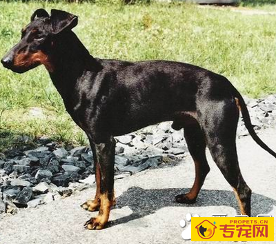 曼彻斯特梗的智商 该犬智商排名第32位