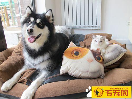 如何预防宠物病 狂犬病的主要症状