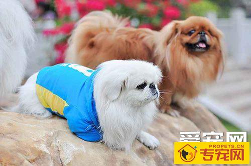 京巴狗的特征 高贵倔强表情丰富