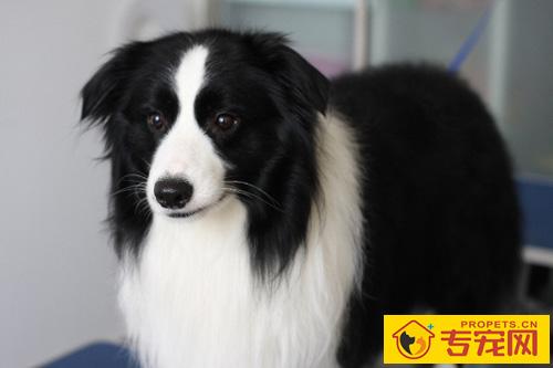 边境牧羊犬寿命 大致在14年左右