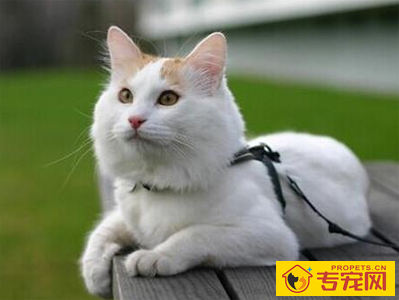 夏特尔猫的形态特征 该猫毛色为蓝灰色