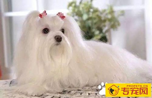 长不大的狗狗品种有哪些 长不大又好养的狗狗品种推荐