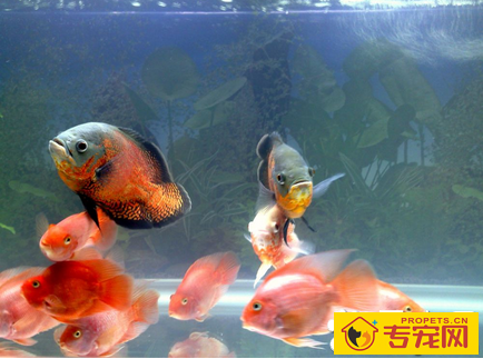 观赏鱼的生活习性有哪些 受气候食物水因子影响