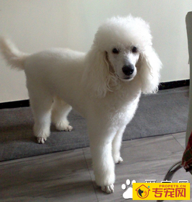 迷你贵宾犬能长多大 是一种忠实的犬种