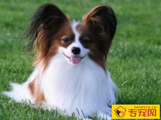 梳理小狗要懂得如何把握合适的时机