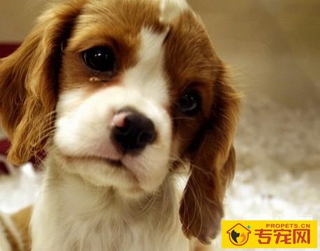 狗狗感染梨形鞭毛虫的症状、治疗方法及预防措施 狗狗感染梨形鞭毛虫的症状、治疗方法及预防措施