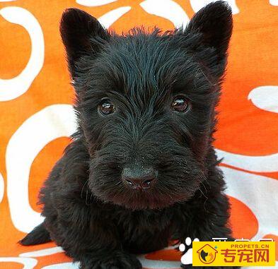 苏格兰梗性格 对人友爱而温和