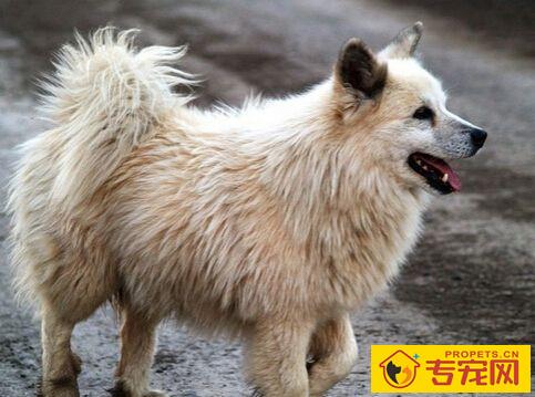 牧羊犬品种 德国牧羊犬的智商排名第三