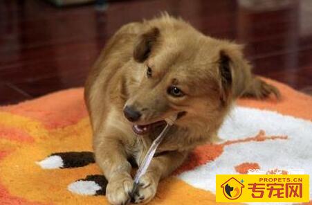 狗狗为什么会口臭? 狗狗为什么会口臭?