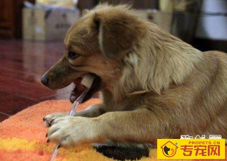 狗狗为什么会口臭? 狗狗为什么会口臭?