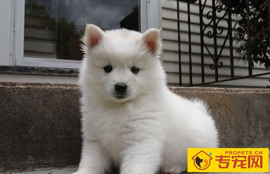 天气对狗狗毛发有什么影响？