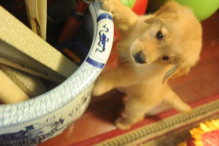 四个月大的金毛幼犬饲养方法