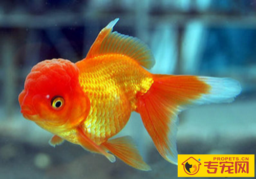 什么鱼好养 了解习性后饲养都比较简单