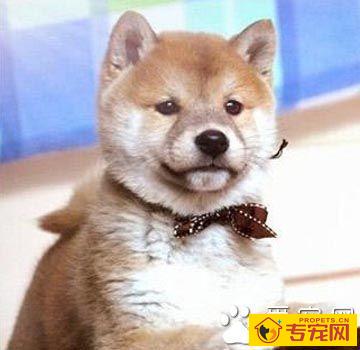 柴犬的智商 与土狗长得非常相似