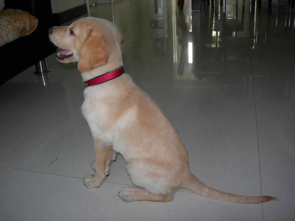 拉布拉多能吃人类的食物吗