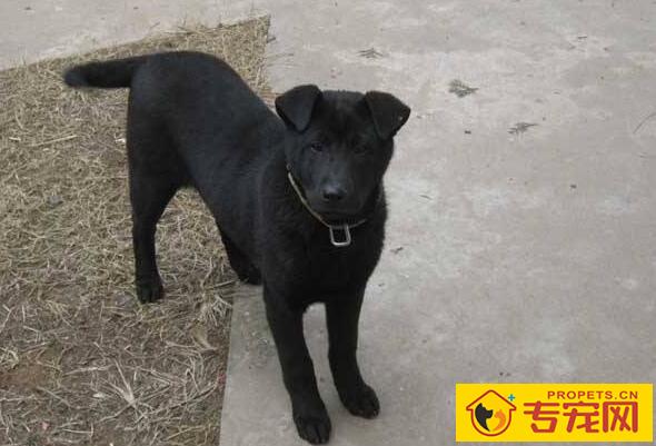 如何辨别狂犬病,狂犬病前兆的3个阶段一定要了解 如何辨别狂犬病,狂犬病前兆的3个阶段一定要了解