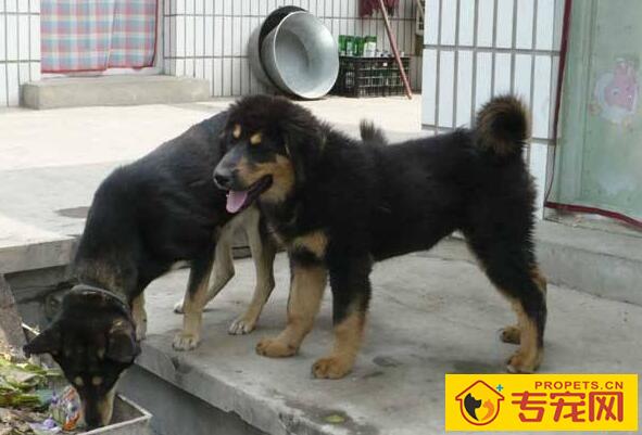 如何辨别狂犬病,狂犬病前兆的3个阶段一定要了解 如何辨别狂犬病,狂犬病前兆的3个阶段一定要了解