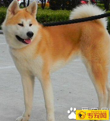 如何挑选秋田犬 先了解研究它的个性特征