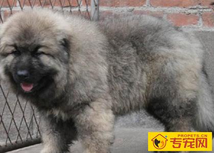 高加索犬的智商 智商高非常聪明