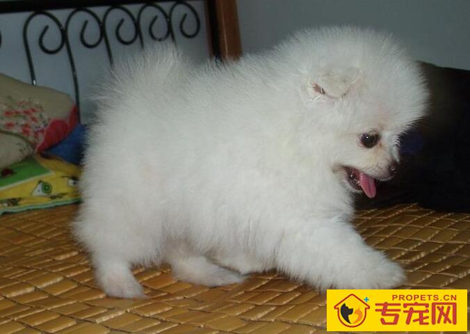 狗狗为什么会呕吐且食欲不振 狗狗为什么会呕吐且食欲不振