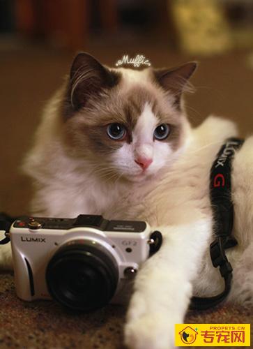 为什么叫布偶猫 解读它的体形特征