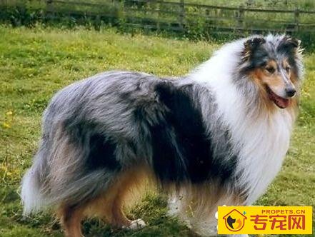 苏格兰牧羊犬的特点 它有独特的狼犬特征