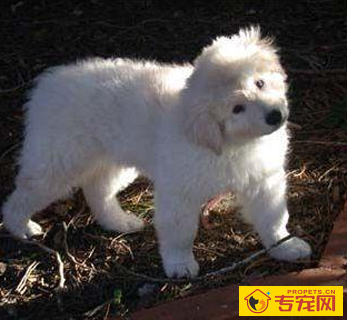 库瓦斯犬的形态特征 毛发适度粗硬