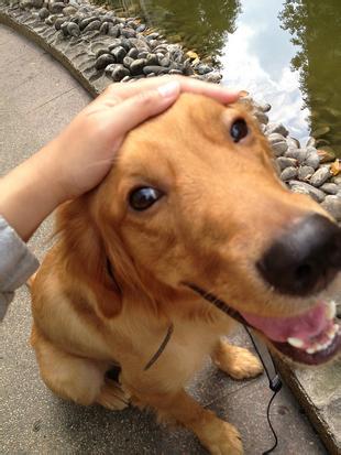 金毛寻回犬防病