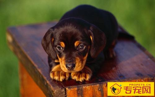 狗狗一天大小便几次 年龄不同次数不同