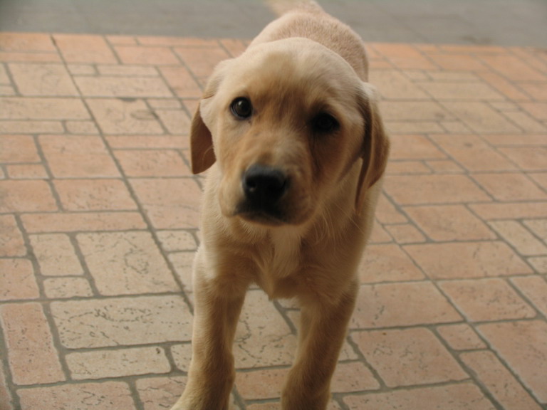 如何照顾老年拉布拉多