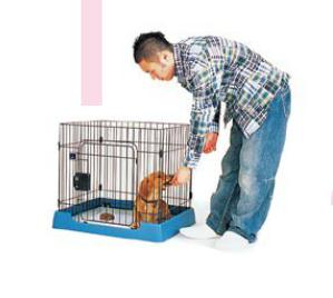 训练小金毛犬不吃大便步骤1