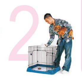 训练小金毛犬不吃大便步骤2